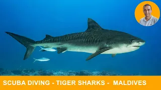 Tiger Sharks are the silent predators of maldives - #maledives #diving #fuvamulah #tigershark