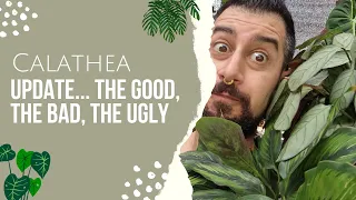 Calathea Growing Tips Update | Prayer Plants, the Good, the Bad and the Ugly