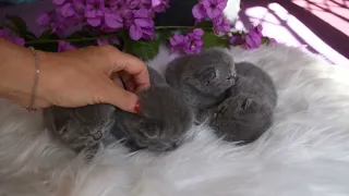 Blue british shorthair kittens