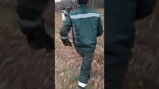 Притрава собак на барсука