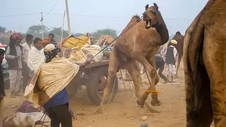 Angry Camel Video try to free itself || ऊंट का गुस्सा || Unt azad hona chahta hai || camel attacks