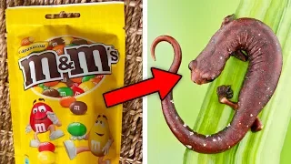 10 Products You’ll Never Buy Again Knowing How They Are Made!