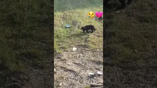 He was till too young when his owner abandoned him at garbage dump 😭