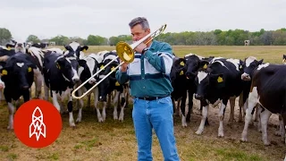 Playing Jazz for Cows