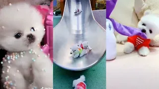 Tik Tok Chó Phốc Sóc Mini 😍 Funny and Cute Pomeranian #33