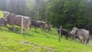 the cows can go to pasture/ Die Kühe können auf die Weide.