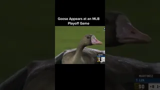 Goose Appears at an MLB Playoff Game #baseball #sports #mlb #foryou