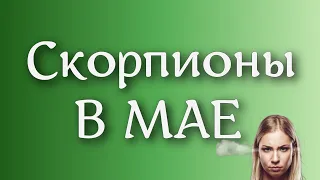 Скорпионы в МАЕ 2023. Важный месяц для...