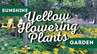 Say Goodbye to Boring Gardens: These 7 Yellow Flowering Plants Will Transform Your Landscape! 🌻 👍