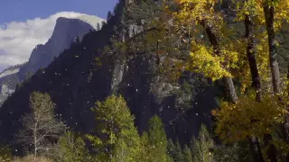 Fall Moments - Yosemite Nature Notes