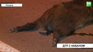 В Казани на Мамадышском тракте, перебегая дорогу, погиб кабан | ТНВ