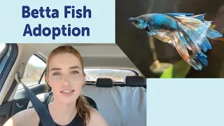 Adopting a Betta Fish (Pet Store Rescue)