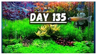 Day 135 - Dutch Style Nano Aquascape & Spotted Blue Eyes