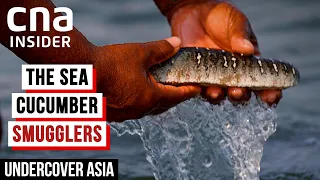 Sea Cucumber: The Asian Delicacy Feeding A Deep, Dark Trade | Undercover Asia | CNA Documentary