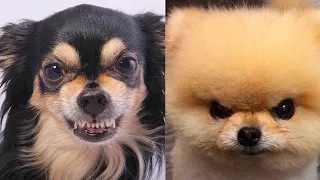 Cute Little Angry Pets ||I Bet These Pets Will 100% Put You in Happy Mood #cute