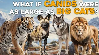 What If Canids Were As Large As Big Cats?