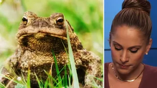 National Park Service Warns Stoners To Stop Licking Sonoran Desert Toads