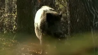 Топ Лучших выстрелов Охота на кабана_Top Best Shots Boar Hunting