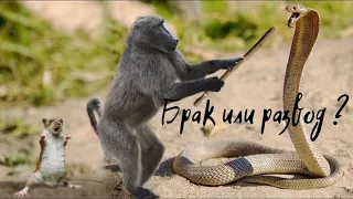 Разводиться или нет