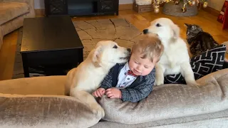 Adorable Baby Boy Reacts To Golden Retriever Puppies! (Cutest Ever!!)