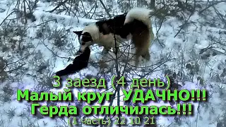 3 заезд Малый круг УДАЧНО!!! Герда отличилась!!! (1 часть) 22 10 21