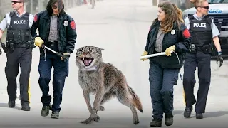 Esse Cão é 100 Vezes Mais Perigoso que o Lobo