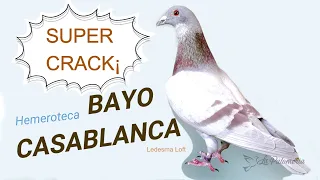 Palomas Mensajeras Super Crack Bayo Casablanca