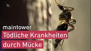 Tigermücken auf dem Vormarsch in Hessen | maintower