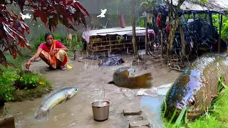 Surviving life during the rainy season। Grandmother catch koi fish after heavy rain #fishing