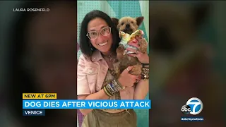 Dog dies after being violently kicked by man in Venice