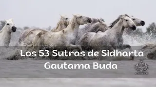 The 53 Sutras of Siddhartha Gautama Buddha