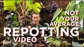 Repot HUNDREDS Of Plants With Me | Tons Of Root Porn