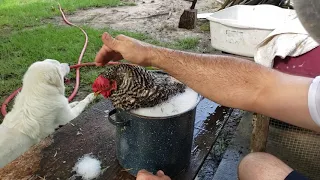 The way to fix a old egg bound hen!