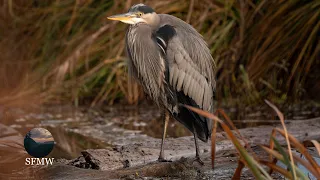 Union Bay Natural Area - Seattle Birding - Sunny December Days 2023