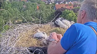 Ringing of the storks in the stork nest Kirchzarten (Germany), on May 30, 2023