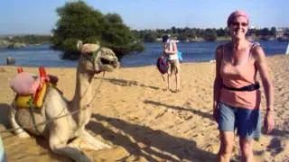 Egypt: Camels are noisy