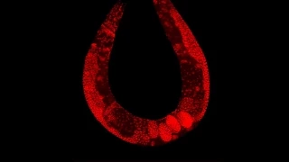 Single molecule cellular biophysics