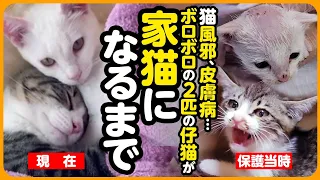 【祝！卒園】別々の場所で生まれた子猫が、いっしょのお家で幸せになるまで【まとめ】