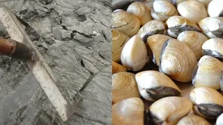 Xiaoyu came to the beach with tools, all over the place were sand white conch