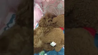 🐶 Cute puppy Funny  Cute Dog Pomeranian 😍 #FunnyPuppytiktok # 17