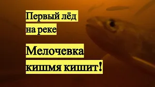 Первый лёд на реке. Мелочевка кишмя кишит! Подводная съёмка