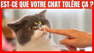 Si votre Chat tolère ça, c'est que vous avez gagné son Cœur