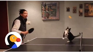 Cat Plays Ping Pong | The Dodo
