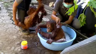 Oscarina and Tulip enjoy some spa treatment!