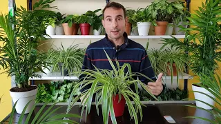 Cómo cuidar la PLANTA CINTA o MALA MADRE (Chlorophytum comosum).