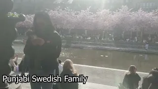 Spring in Stockholm by Cherry blossoms at Kungsträdgården ❤️