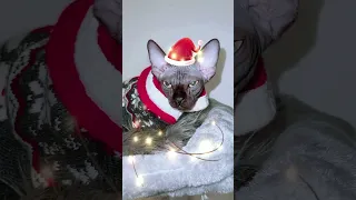 Лысая кошка Сфинкс круто отметила новый год