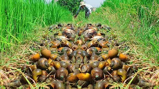 amazing fishing! a fisherman skill catch clams snail carb a lots in field by best and this evening