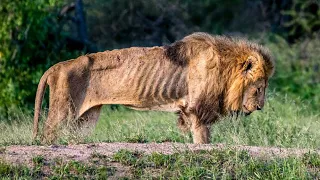This is Why Male Lions End Their Life So Badly | The Last Painful Moments