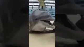 Дельфин Афалина 🐬❤️ Прирученный дельфин, выпущенный в открытое море, всегда возвращается обратно.